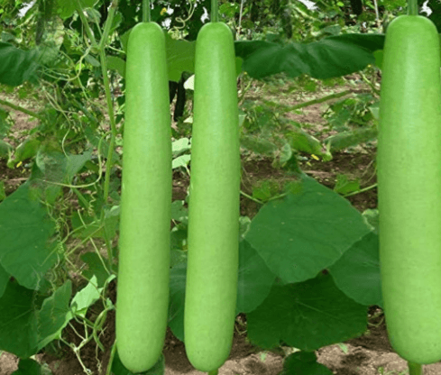 Bottle gourd