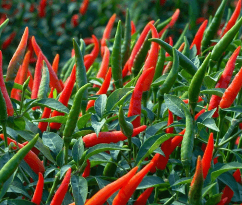 Chilli