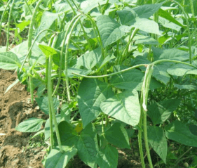 Cowpea