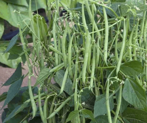 French Bean