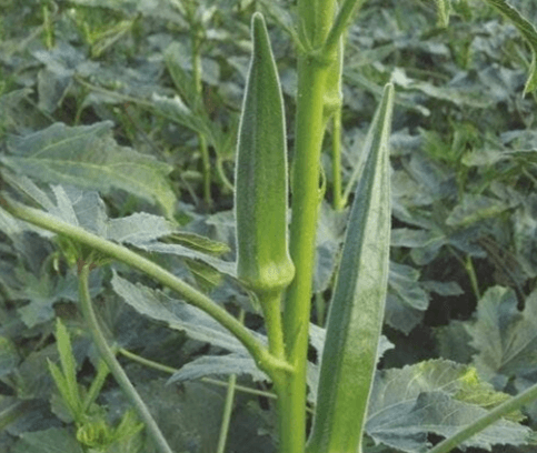 Okra