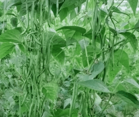 Pole Bean