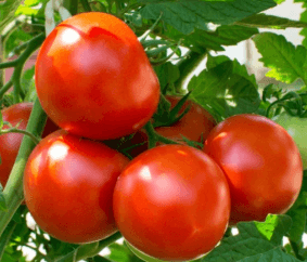 Tomato
