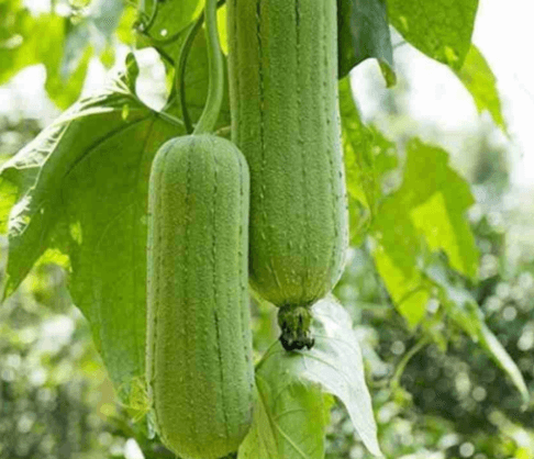 Spong gourd