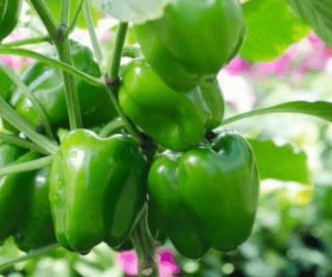 Sweet Pepper