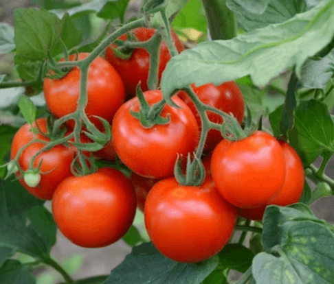 Tomato