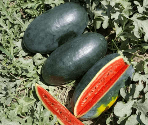 Watermelon